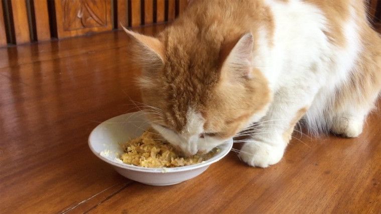 Mudah dan Menyehatkan, Cara Membuat Makanan Kucing di Rumah dari Nasi, Yuk Intip Resepnya!
