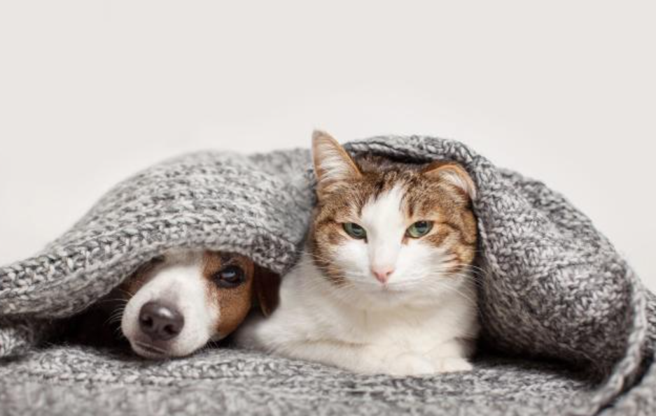 Catlovers Pasti Setuju, Inilah 5 Alasan Kucing Lebih Baik dari Anjing Sebagai Hewan Peliharaan