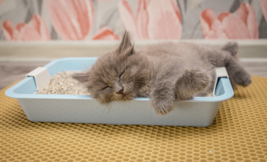 Kenapa Kucing Suka Tidur di Kotak Pasir? Ketahui 4 Alasannya Berikut, Salah Satunya Anyang-Anyangan