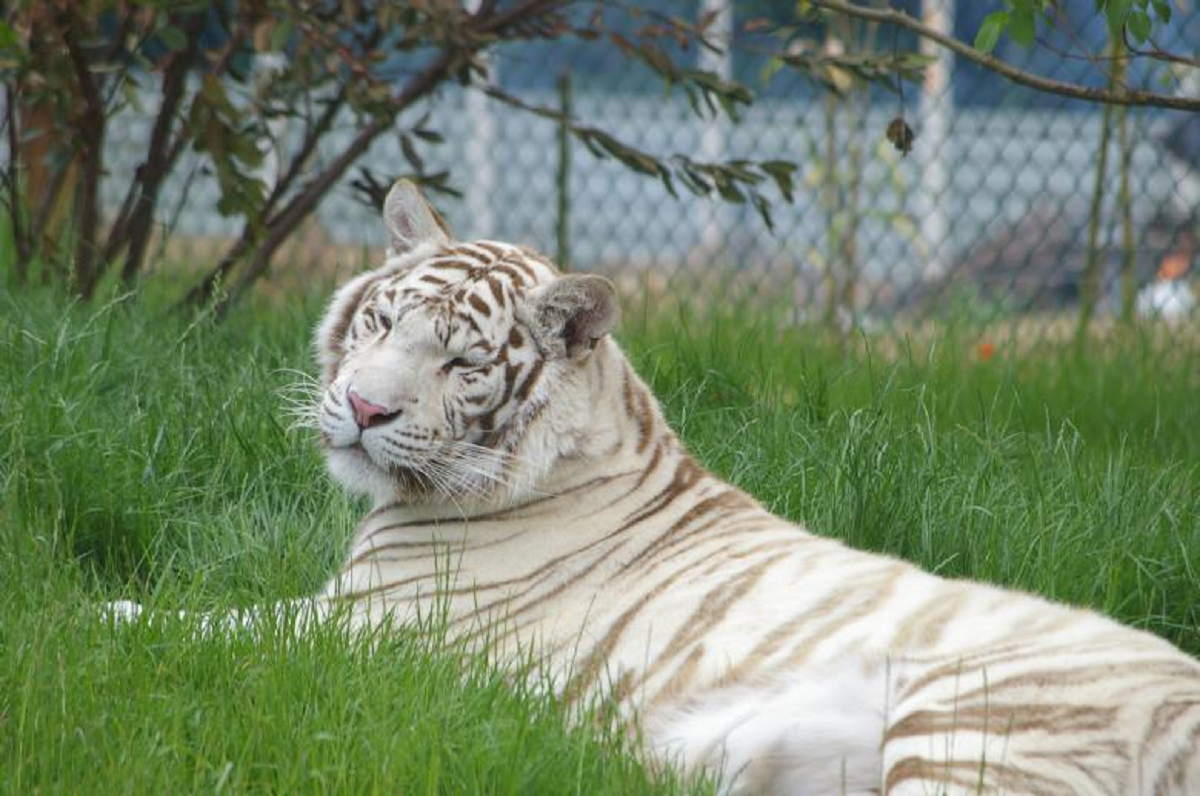 Kesalahan Genetika Langka? Ini Fakta Menarik Harimau Putih Langka Yang Wajib Kamu Ketahui! Simak Penjelasannya