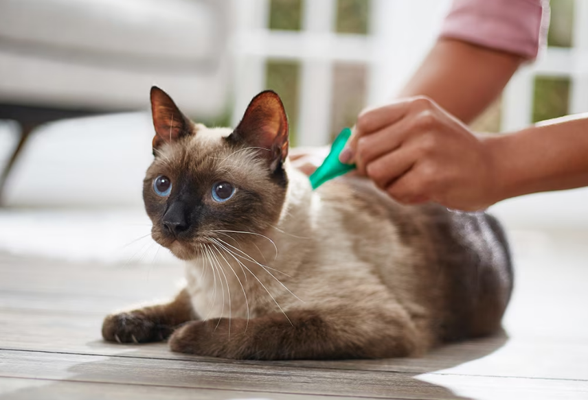 Tidak Perlu ke Dokter Hewan? Ini 6 Cara Menghilangkan Kutu Kucing Secara Ampuh!