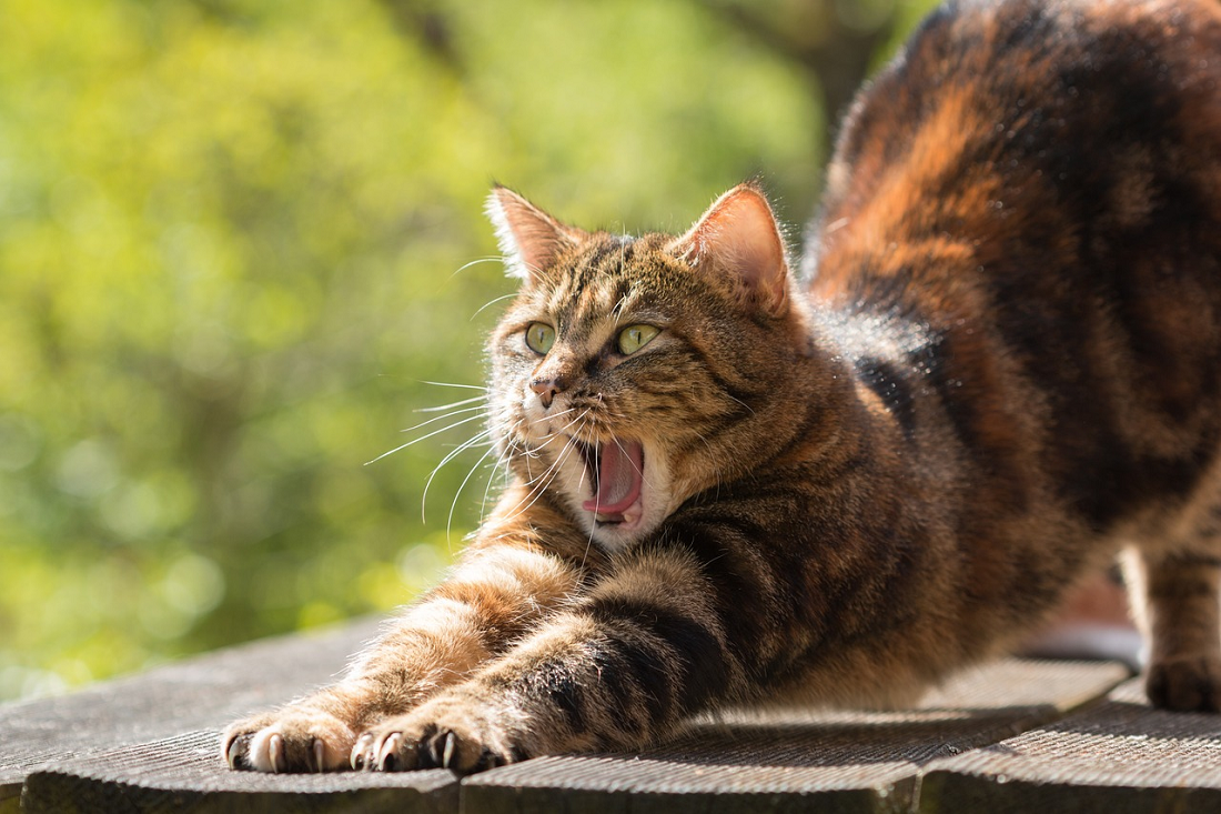 Gejala Gagal Ginjal? Hati-Hati! Ini 3 Penyakit Yang Diawali Dari Gejala Kucing Susah Makan, Ini Penjelasannya