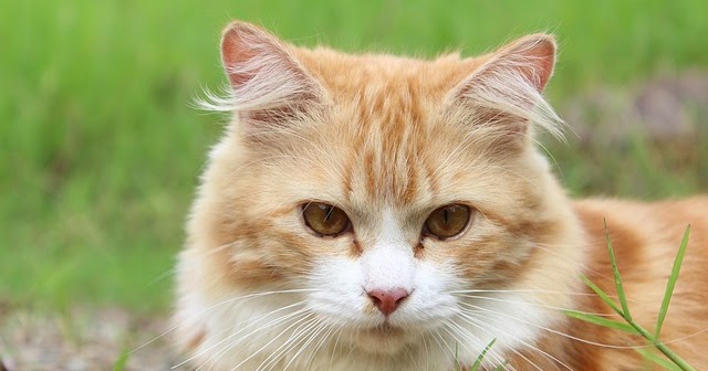 Rahasia Melebatkan Bulu Kucing Kampung, Tampak Sehat dan Berkilau 