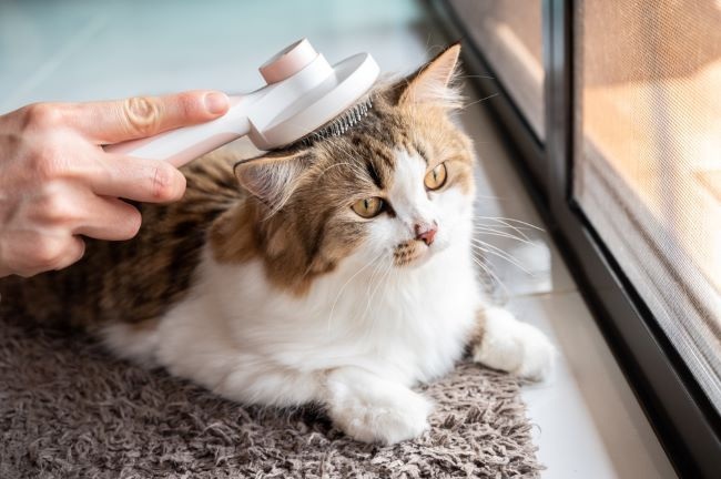 Menjaga Kesehatan Kucing Peliharaan Menjadi Bugar dengan 3 Cara Ini yang Sangat Ampuh! Oh Ternyata Mudah
