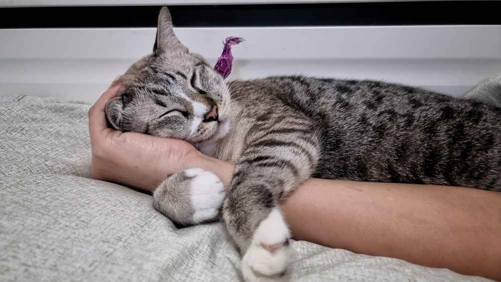 Kenapa Kucing Suka Mendengkur Saat Dielus? Inilah 4 Alasannya, Ternyata Pertanda Kucing Menyukaimu Lho!