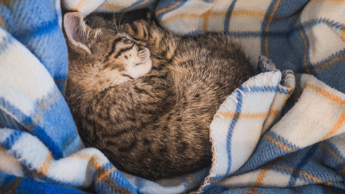 Tak Cuma Perubahan Perilaku, Ini 5 Posisi Tidur Kucing yang Menandakan Sedang Sakit, yang Jarang Disadari!
