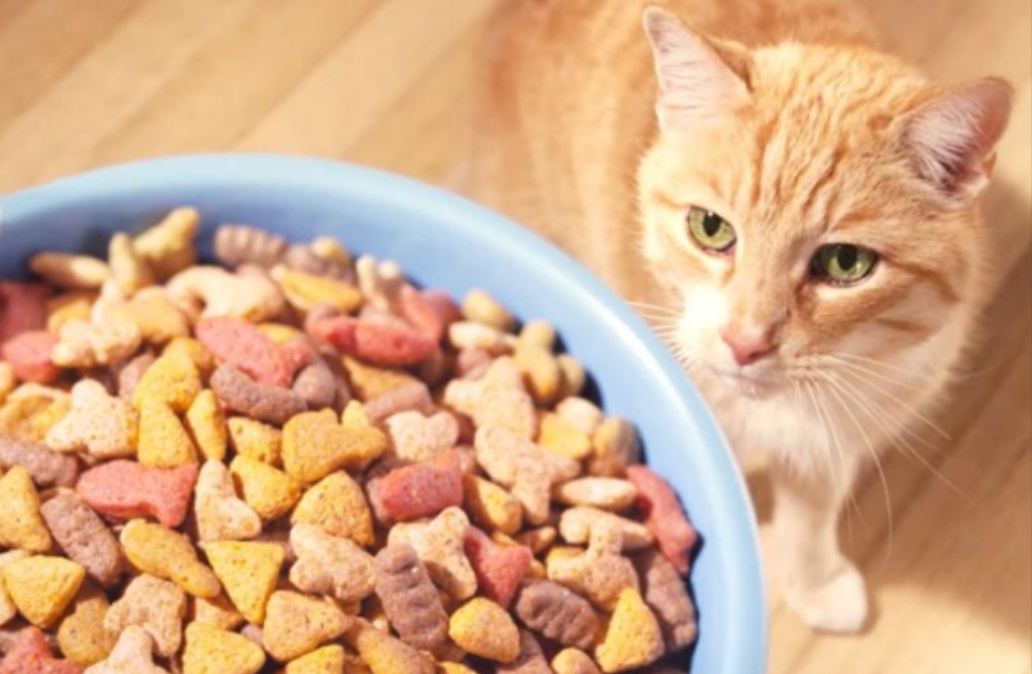 5 Rekomendasi Makanan Kucing Murah yang Bikin Anabul Gemuk, Simak Daftarnya
