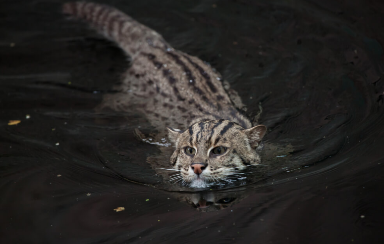 Dilarang Dipelihara! 6 Jenis Kucing Liar Endemik Indonesia yang Terancam Punah dan Dilindungi