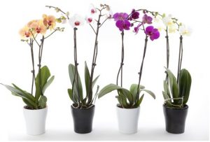 Tak Hanya Cantik, 5 Jenis Bunga Ini Dipercaya Sebagai Pembawa Rezeki dan Keberuntungan