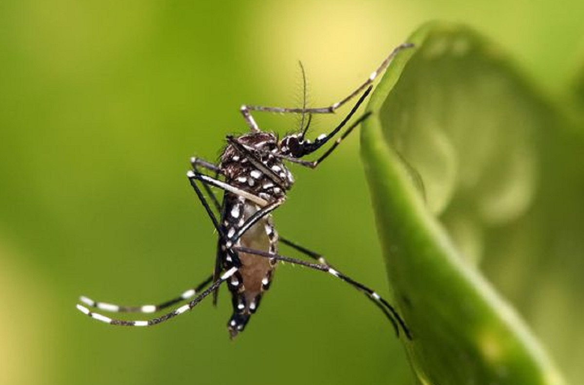 Yuk Buat Rumah Menjadi Lebih Aman Dari Penyakit DBD! Berikut 6 Bau Alami Yang Tidak Disukai Nyamuk