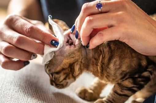 Gak Bikin Kucing Ngamuk! Ternyata Begini Cara Mudah Membersihkan Kotoran Di Telinga Kucing 