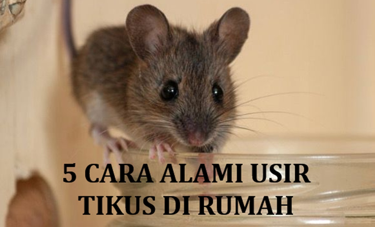 Ternyata Bisa Pakai Bahan Alami! Inilah 5 Cara Super Ampuh untuk Usir Tikus Dari Rumah Anda!