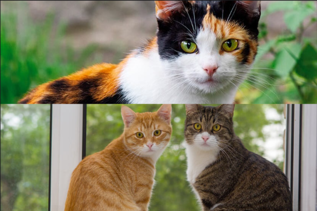 7 Macam Warna Bulu Kucing Kampung yang Bagus untuk Dipelihara, Ada yang Bisa Bawa Keberuntungan Lho!