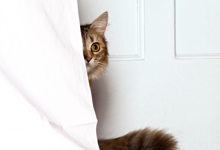 Mungkin Kamu Tidak Sadar! Ini 4 Bahasa Tubuh Kucing yang Tidak Menyukai Pemiliknya, Menurut Para Ahli Hewan