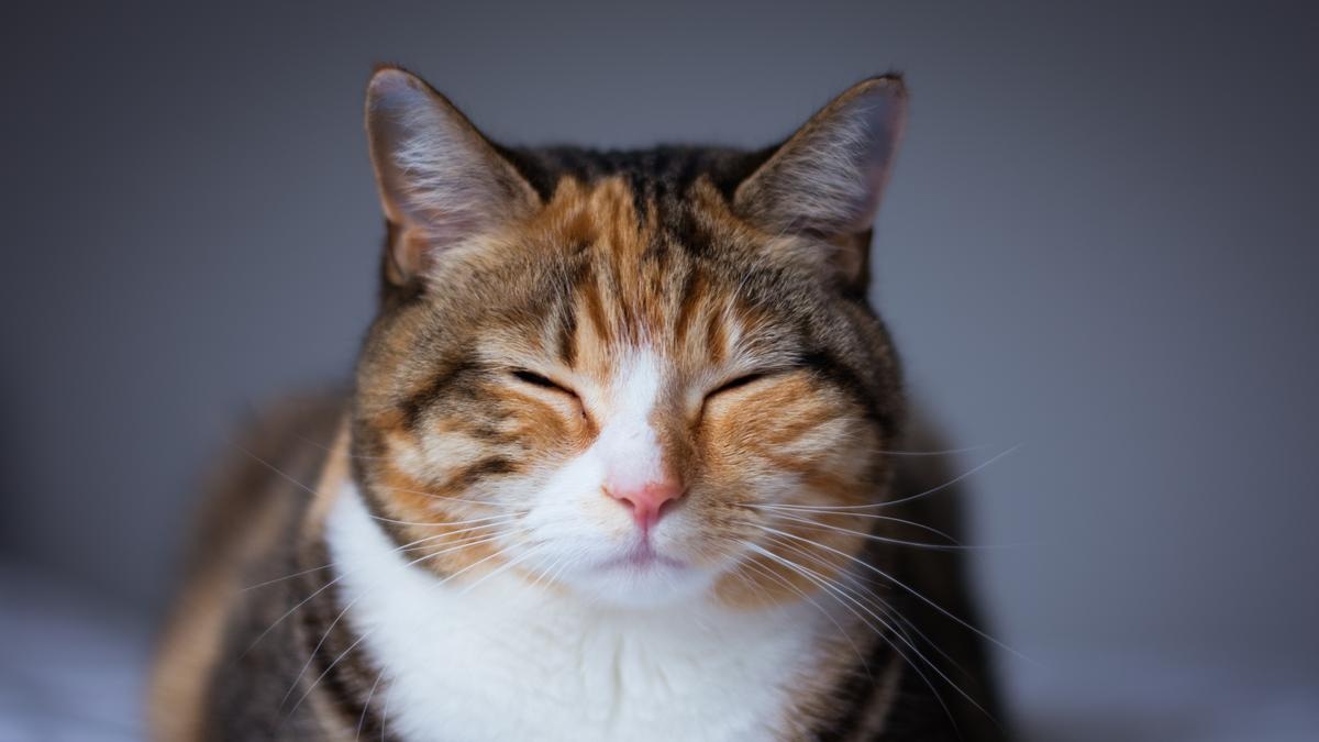 Apakah Kucing Peliharaan Kamu Pernah Ungkapkan Terima Kasih? Inilah 3 Tingkah Kucing ungkapkan Terima Kasih!