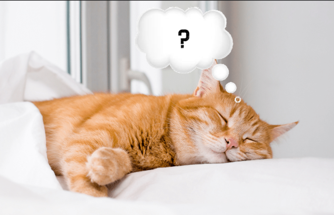 Apakah Kucing Bermimpi ketika Tidur Sama Seperti Manusia? Ternyata Ini Isi Mimpi Anabul