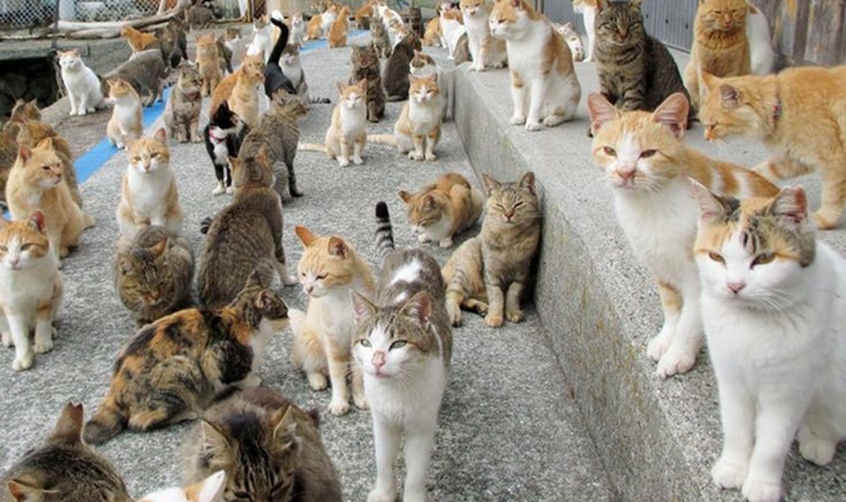 Ternyata Ini Alasannya Kenapa Rumah Kita Sering Kedatangan Banyak Kucing Liar