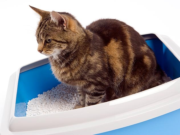 3 Cara Mengajari Kucing Liar yang Baru Dipelihara Untuk Membuang Tai Pada Litter Box