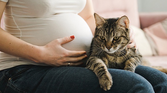 Wajib Tau! Ini 4 Cara Memelihara Kucing yang Aman Untuk Ibu Hamil, Agar Terhindar dari Keguguran