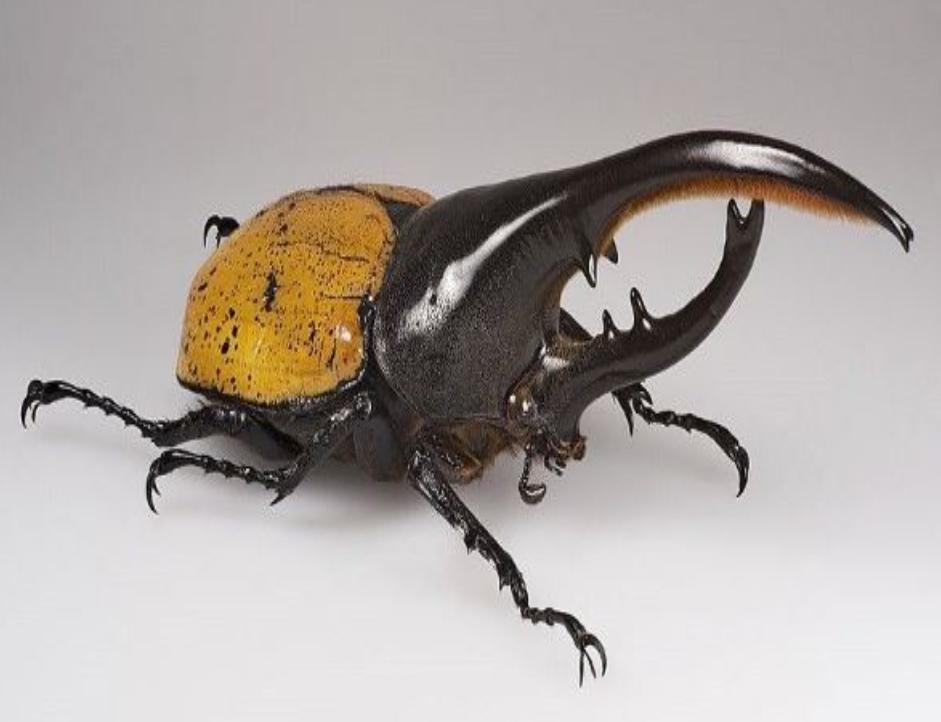 Kumbang Pendeteksi Mayat Manusia Ini Ternyata Tak Bisa Terbang, Terdeteksi Ada di Gunung Ciremai