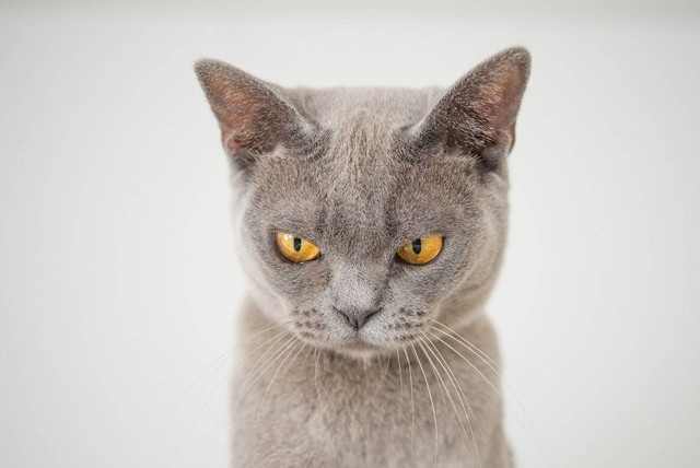 Kenapa Kucing Tiba-tiba Agresif? Inilah 5 Ciri Kucing Stres yang Membuat Perubahan Sikap Drastis!