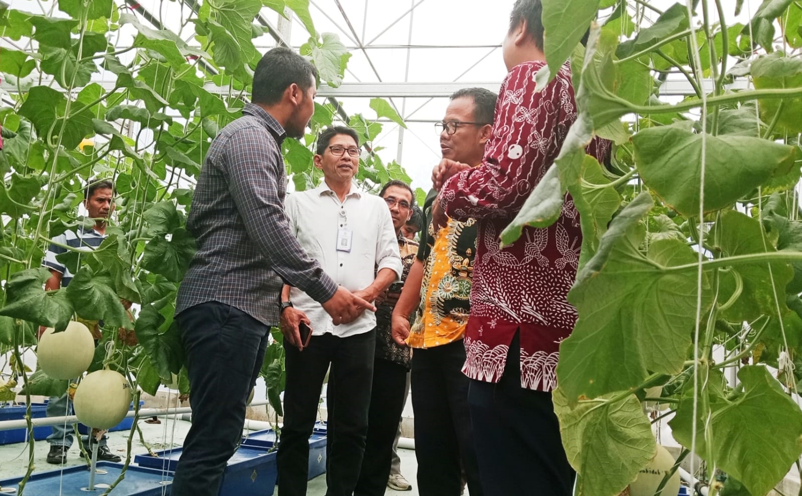 Bukan Lagi Buah Mangga, Petani Muda Indramayu Kembangkan Melon Premium