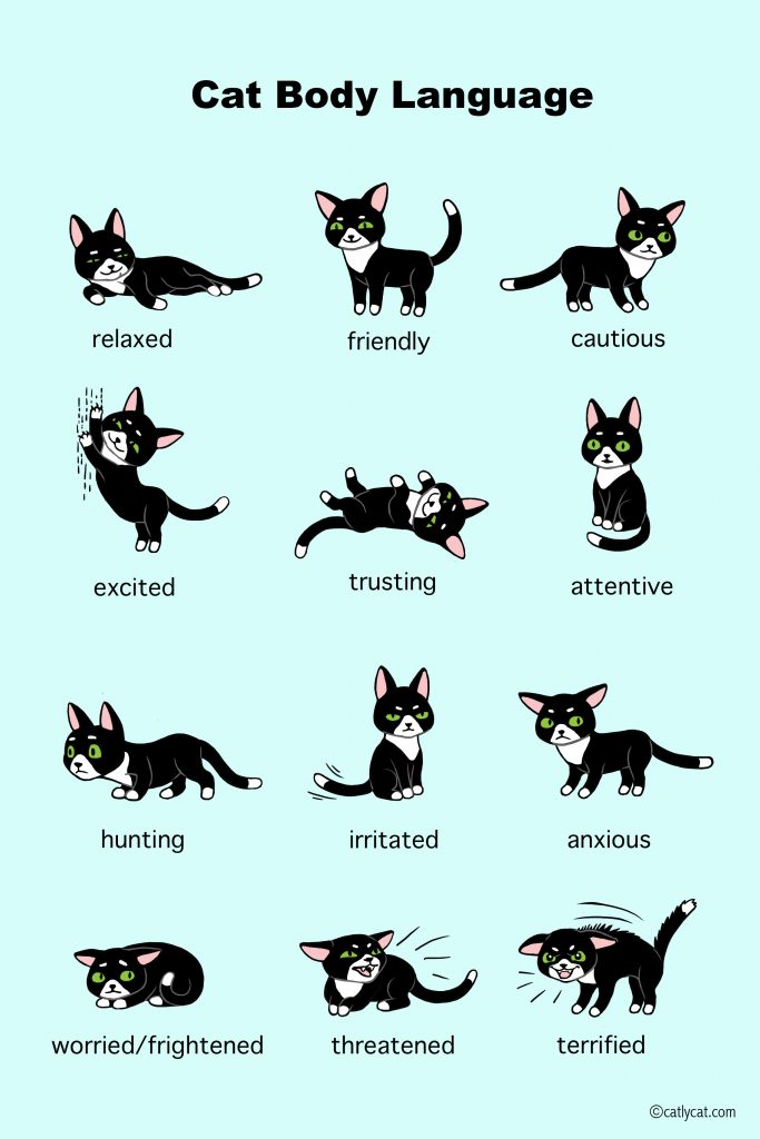 Cara Berkomunikasi Kucing: Pahami 5 Gerakan Tubuh Kucing yang Penuh Makna! Cat Lovers Wajib Tahu!