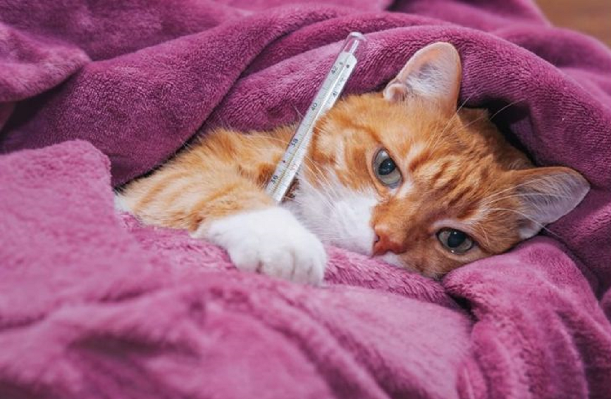 Inilah Beberapa Tanaman yang Bisa Dijadikan Obat Herbal untuk Kucing Demam, Harus dengan Konsultasi Dokter