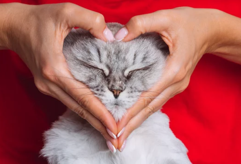 Inilah Cara Mengerti Bahasa Kucing dari Suaranya, 5 Cara Berkomunikasi Dengan Anabul