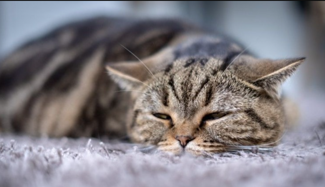 Ketahui 7 Tanda Tanda Kucing Sekarat Berikut! Apakah Ada Tanda Anabul Kamu Ingin Mati?