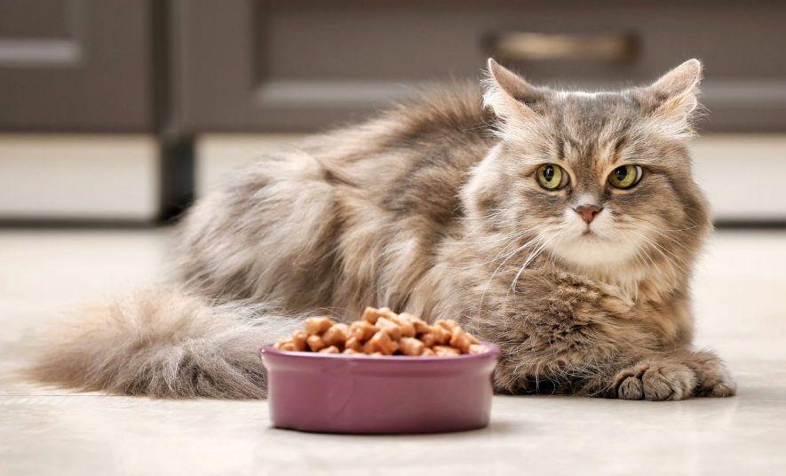 Wet Food Bisa Bikin Gemuk? Ini 3 Tips Agar Kucing Cepat Gemuk dan Gembul