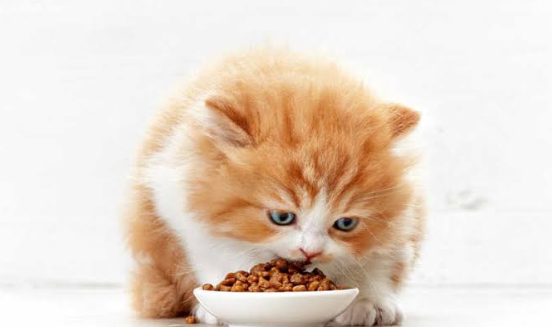 Tips Mudah Cara Membuat Makanan Kucing Kering Sendiri di Rumah, Bisa untuk Kucing Ras dan Kucing Kampung