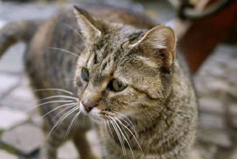 Sering Dipandang Sebelah Mata, Inilah 5 Kelebihan Memelihara Kucing Kampung jadi Hewan Peliharaan di Rumah