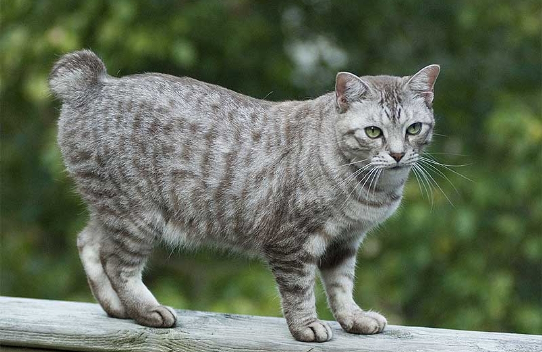 Mitos Ekor Kucing Kampung Dipotong, Benarkah Bisa Mendatangkan Keberuntungan? Atau Penyiksaan? 