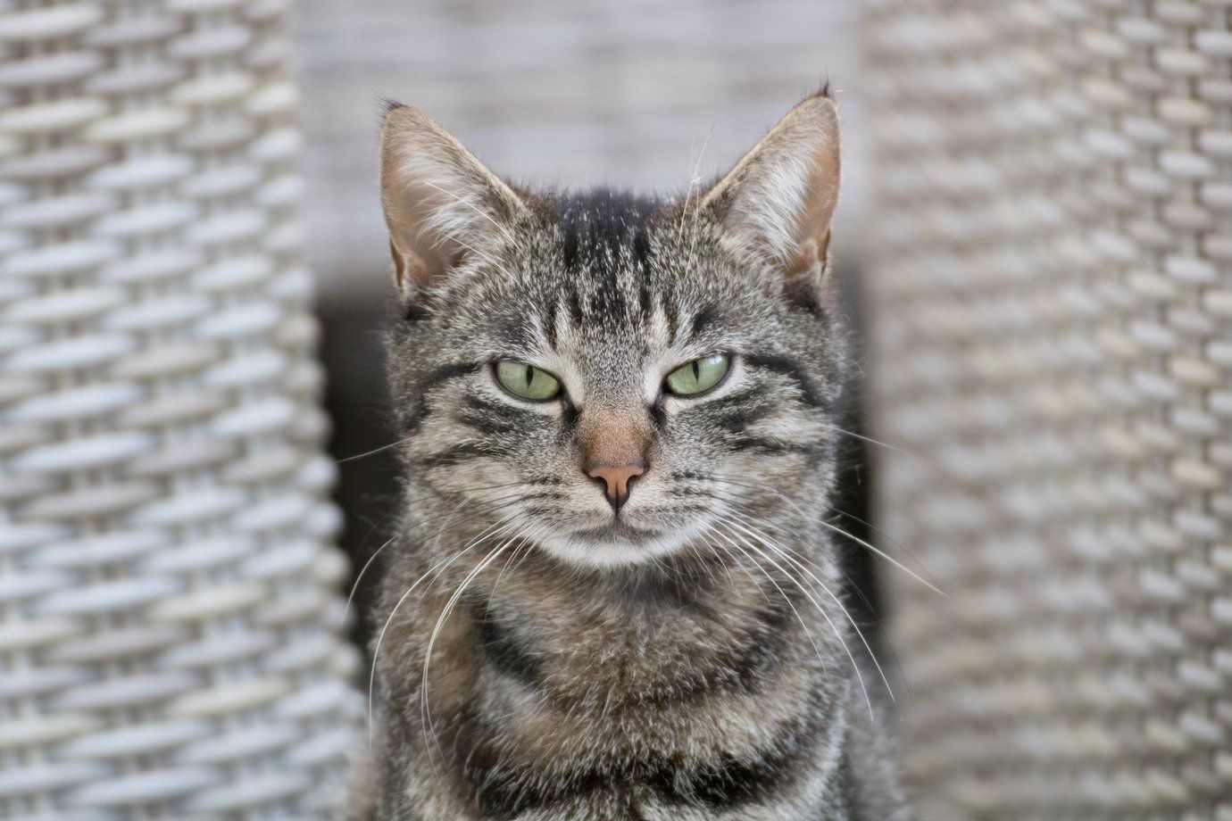 Dikenal Sebagai Jenis Kucing Paling Kuat, Inilah 5 Fakta Unik Kucing Kampung yang Jarang Diketahui