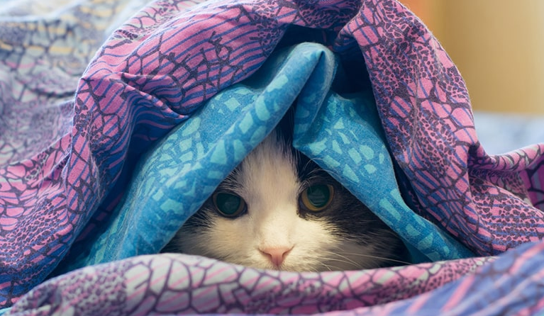 Perlu Ke Dokter Hewan? Berikut 4 Cara Untuk Menolong Kucing Depresi atau Sedih, Sebelum Ke Dokter Hewan