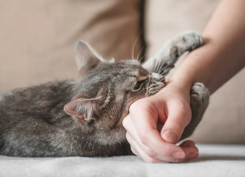 Inilah 5 Cara Mengatasi Kucing Mendadak Agresif dan Galak Biar Jadi Jinak dan Nurut Lagi!