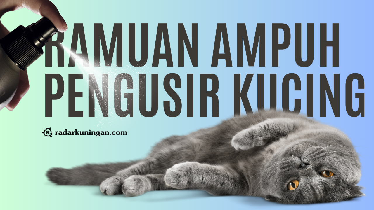 Jangan Pakai Kekerasan! Kamu Bisa Mengusir Kucing dengan Menyemprotkan Ramuan Pengusir Kucing Berikut Ini