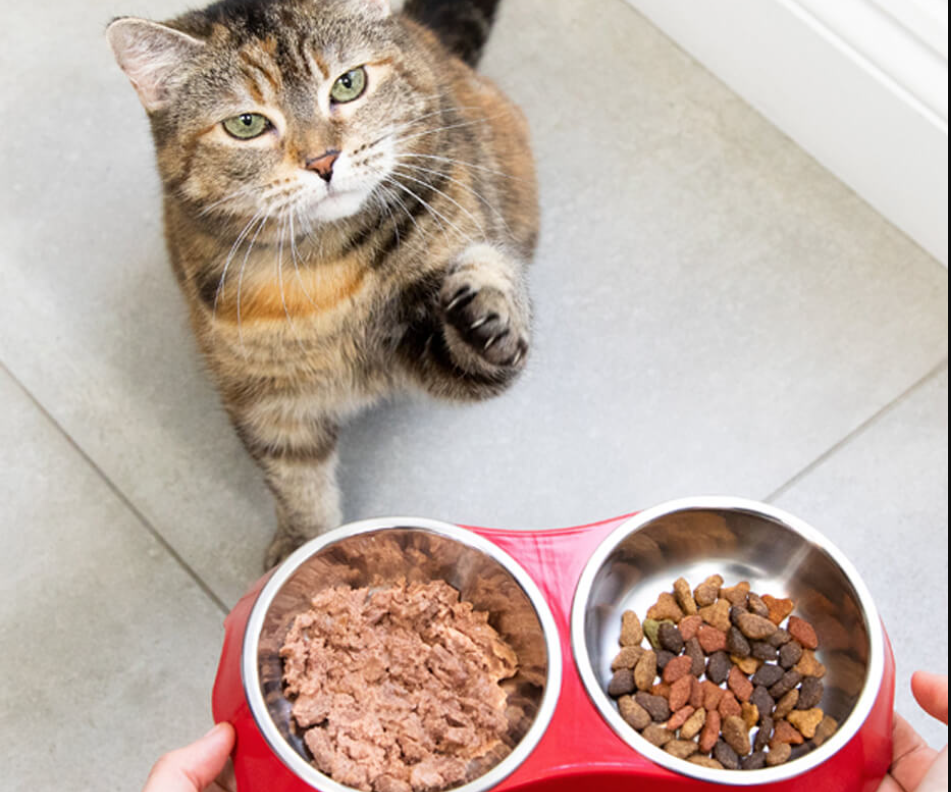 Inilah 5 Cara Melatih Kucing Makan Dry Food Dengan Mudah, Terpenuhi Nutrisi Anabul