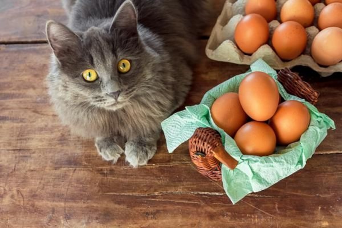 Apakah Telur Aman Dikonsumsi oleh Kucing? Begini Penjelasan Lengkapnya