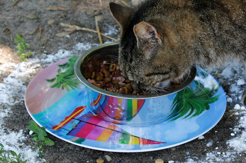 6 Cara Mengusir Semut dari Makanan Kucing, Mudah dan Tidak Ribet! Cuma Modal Air Bersih?