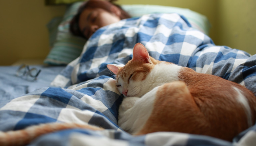 Pengganti Obat Tidur? Ini 3 Manfaat Tidur Bersama Kucing Peliharaan, yang Ternyata Sering Kita Butuhkan