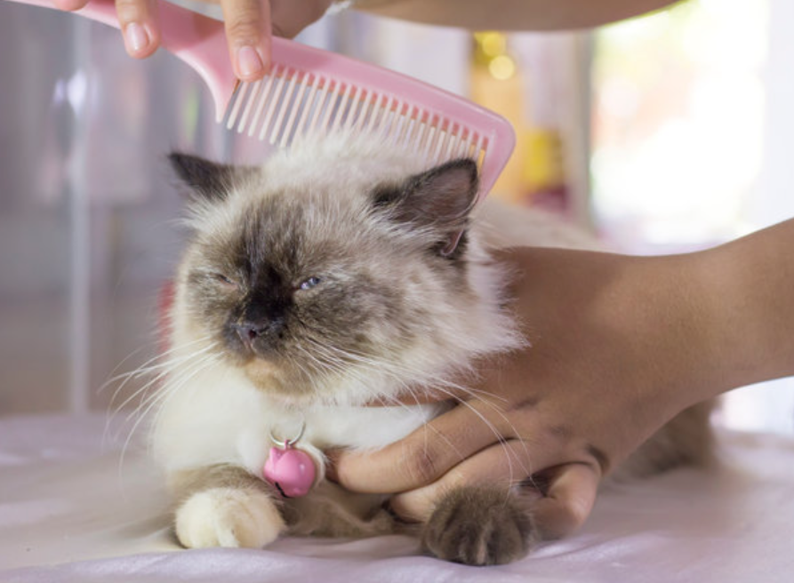 Berikut Ini 5 Cara agar Bulu Kucing Tidak Rontok, Gak Ada Lagi Bulu Kucing Berserakan