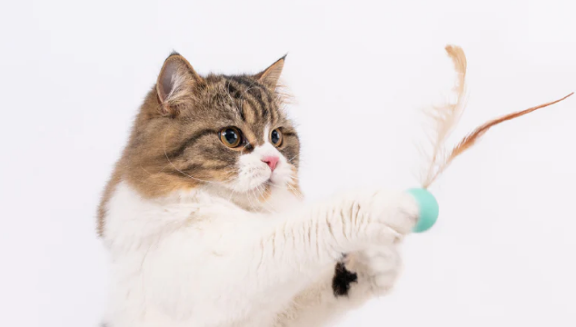 Agar Tidak Stres, Berikut 4 Jenis Mainan Favorit Kucing, yang Ampuh Menghibur Kucing Peliharaan Kita