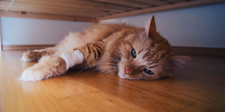  7 Ciri Kucing Akan Mati yang Paling Umum Terjadi, Ditunjukan dengan Perubahan Perilaku dan Kesehatan Memburuk