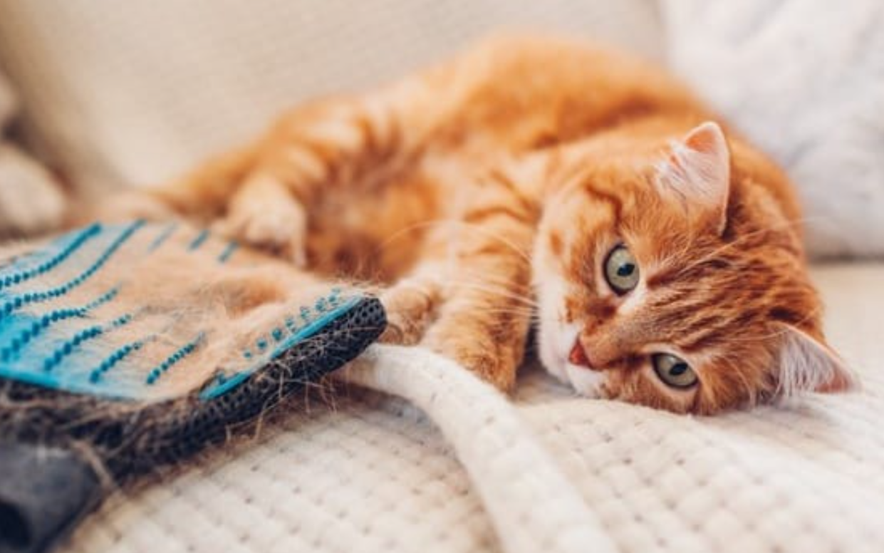 Risih Lihat Bulu Anabul Berantakan? Ini Dia 5 Tips dari Dokter Hewan Atasi Bulu Kucing Peliharaan Rontok 