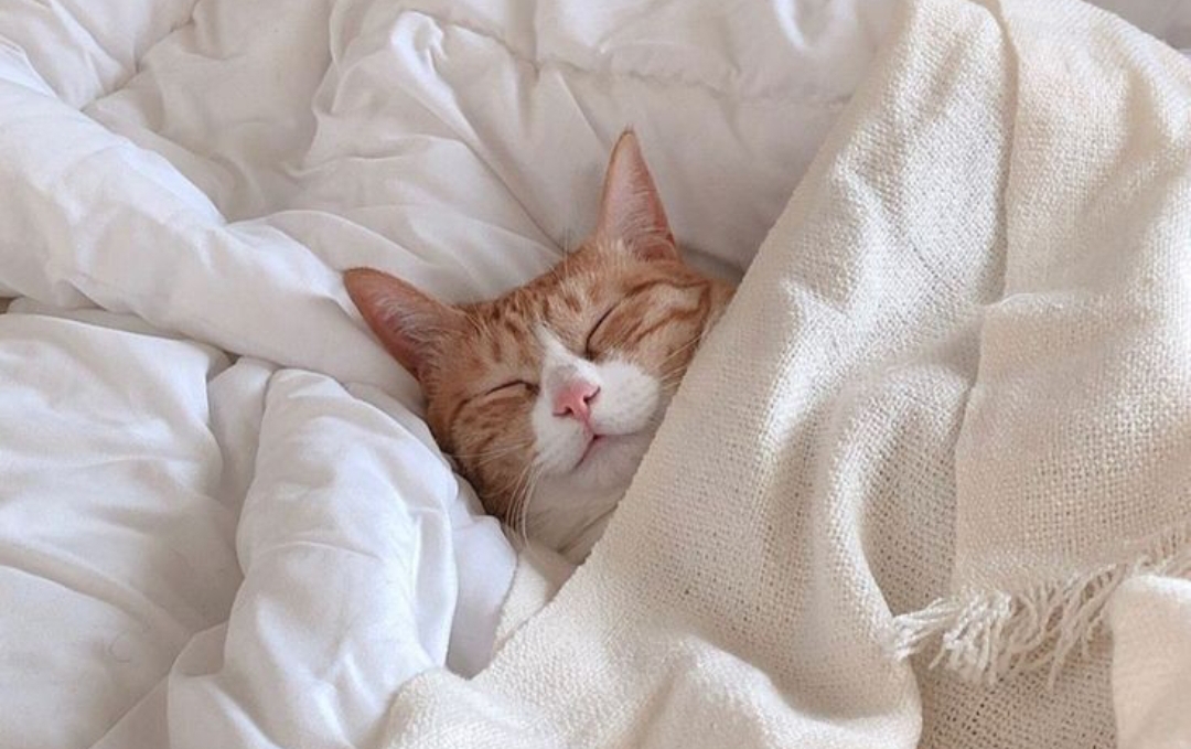 Bikin Tidur Nyenyak! Berikut 4 Kelebihan Tidur Bersama Hewan Peliharaan Kucing yang Masih Jarang Diketahui! 