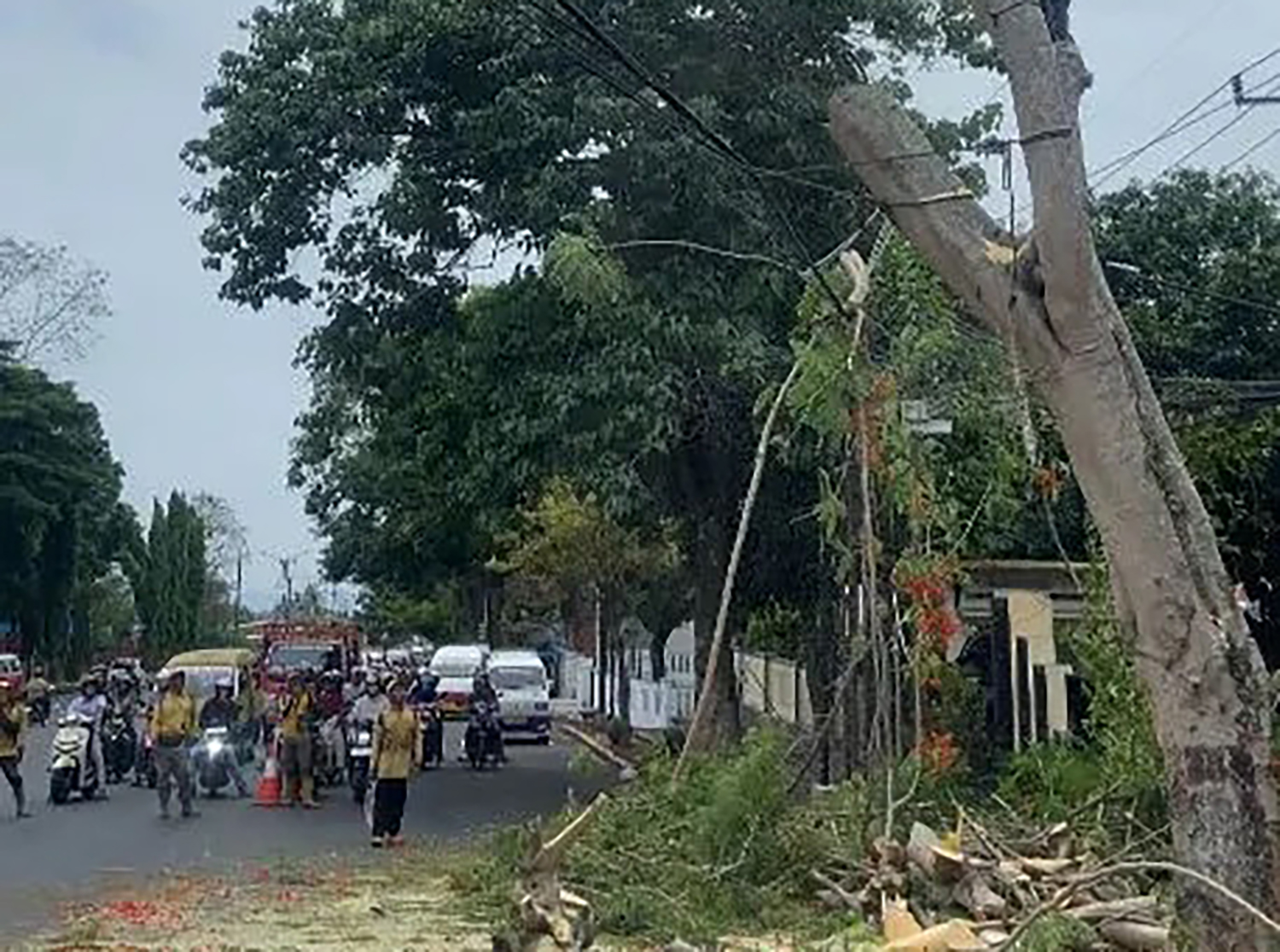 Lihat Pohon Berpotensi Tumbang, Segera Laporkan! Jalur Kuningan Dilakukan Pemangkasan