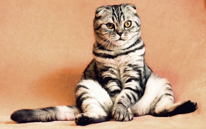 Suka Diberi Makan dan Terdapat 5 Alasan Lainnya Kucing Liar Betah di Rumah, No. 1 Pasti Terjadi!