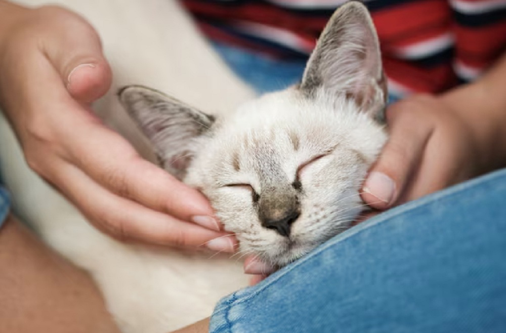 Kenali 6 Ciri-Ciri Kucing Nyaman dengan Kita Sebagai Pemiliknya Yuk Simak